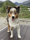 toby