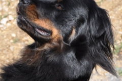 yogi-le-beau