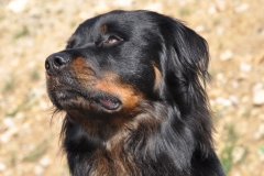 yogi