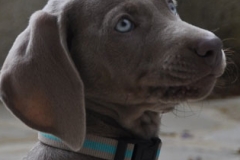 ziva-assis