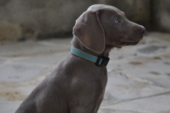 ziva
